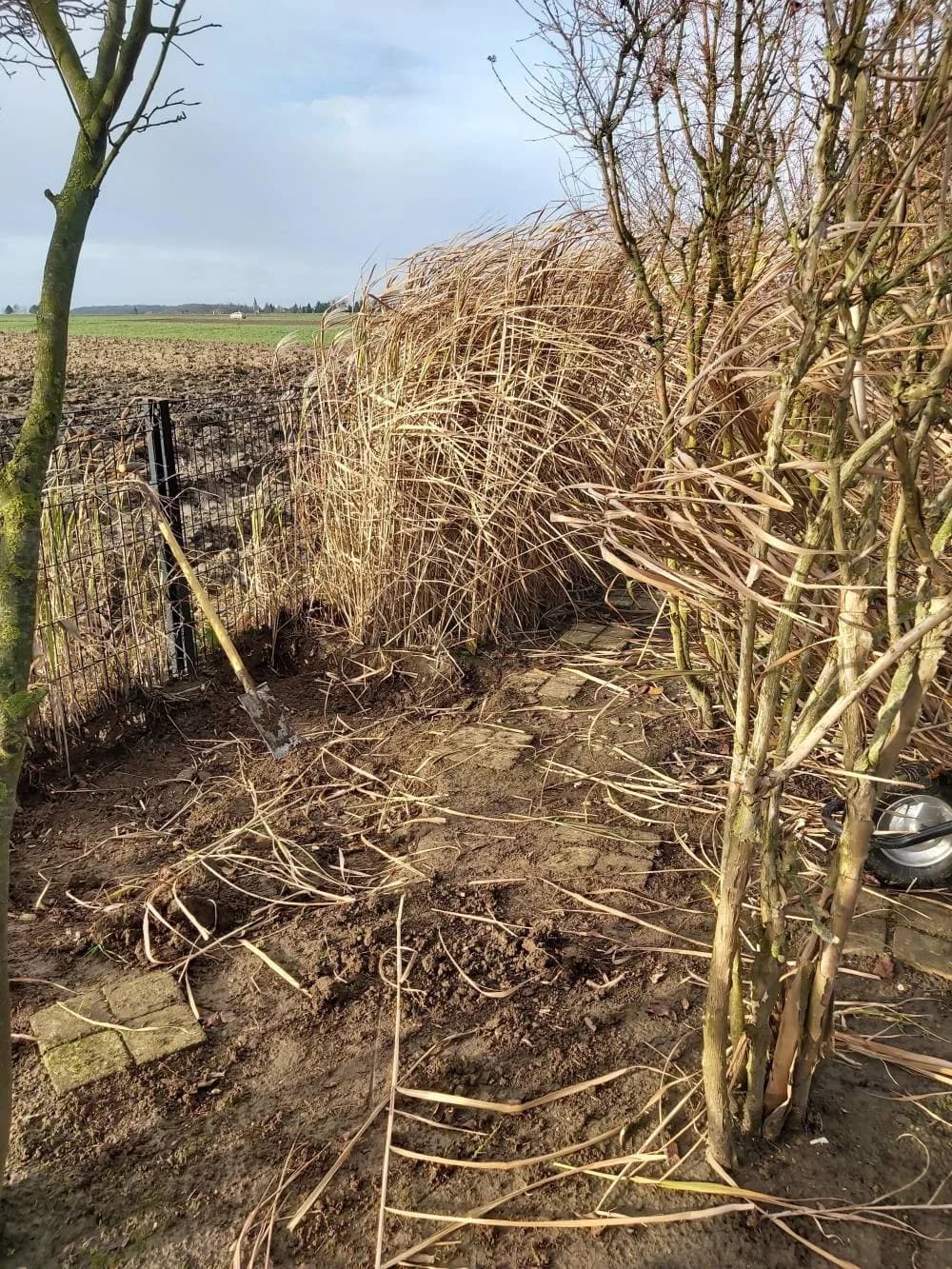 Plantation haie persistante Noyelles-godault (62) — photo 4