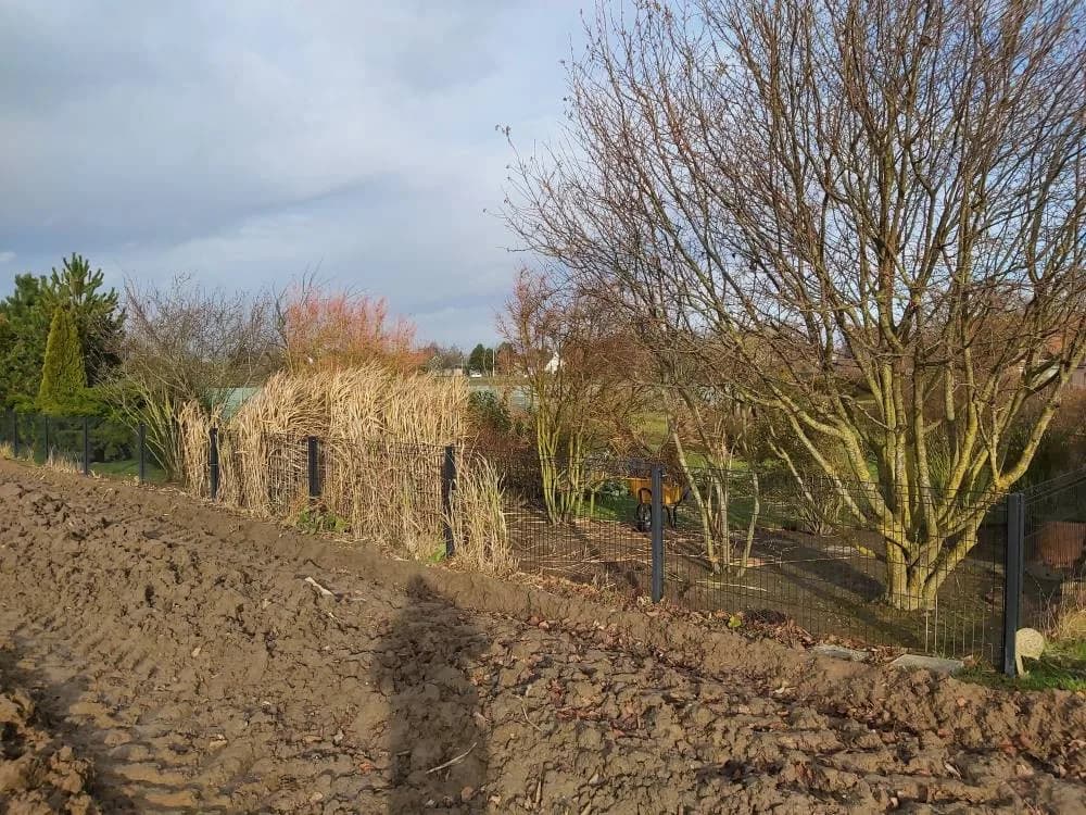 Plantation haie persistante Noyelles-godault (62) — photo 3