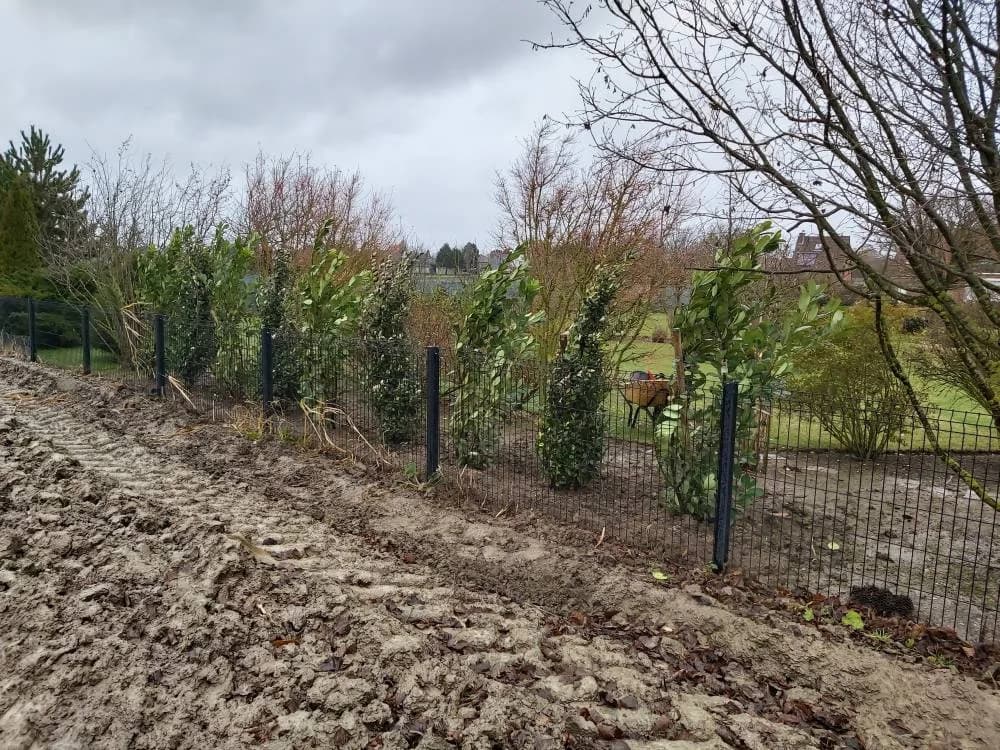 Plantation haie persistante Noyelles-godault (62) — photo 2