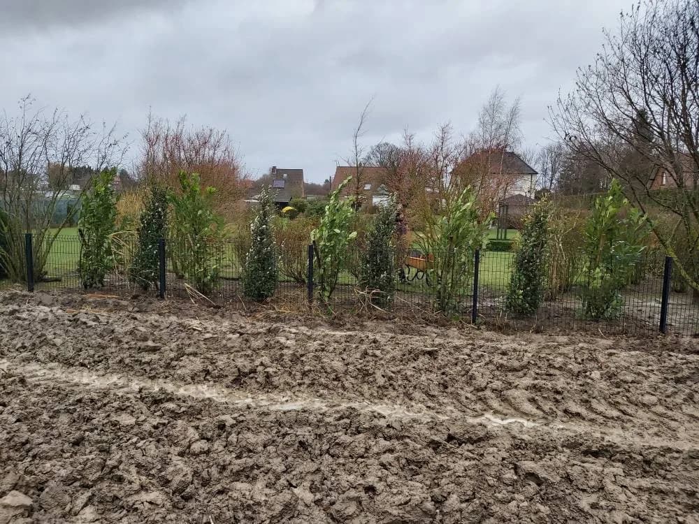 Plantation haie persistante Noyelles-godault (62) — photo 1