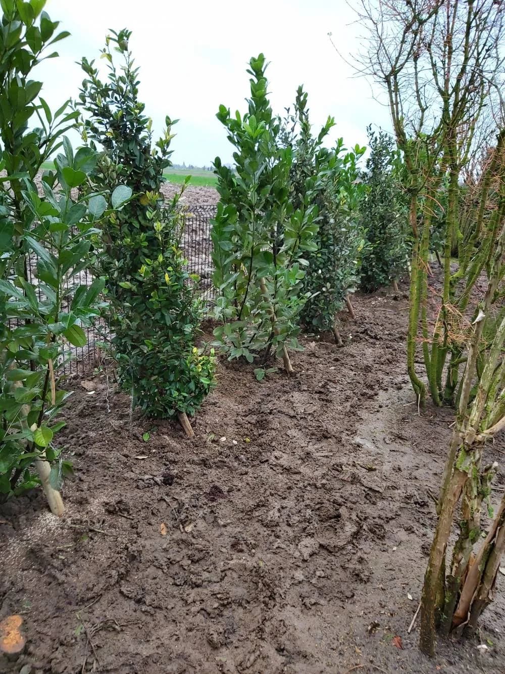 Plantation haie persistante Noyelles-godault (62)