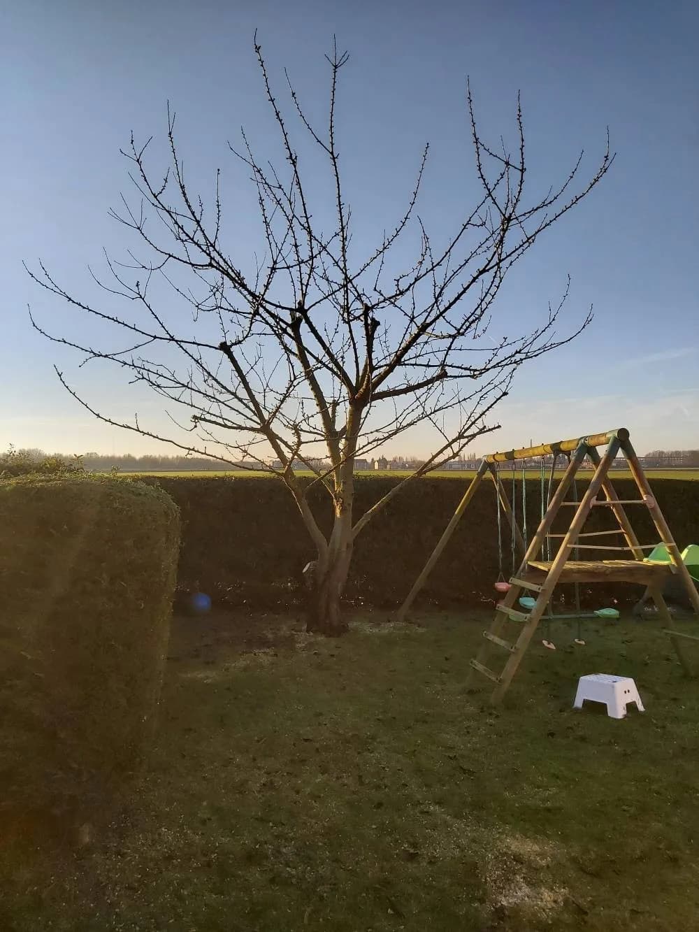 Taille arbre fruitier Hénin-Beaumont (62) — photo 1