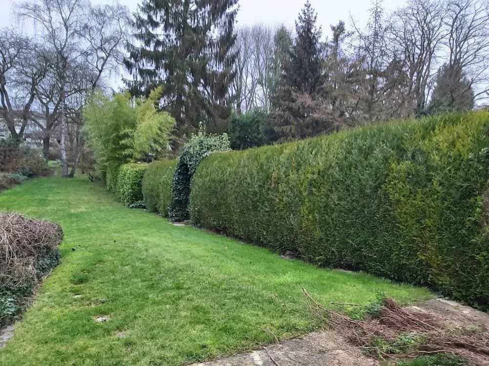 Dessouchage Douai — photo 3