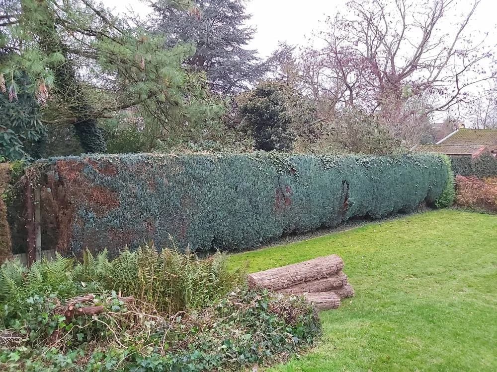 Suppression d'une haie Douai (59) — photo 2