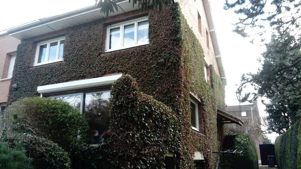 Taille de lierre Douai (59) — photo 2