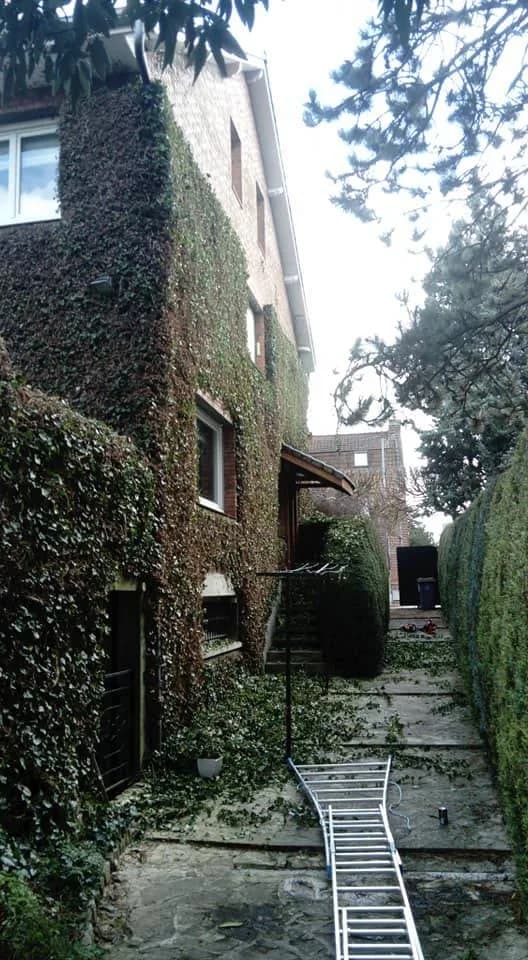 Taille de lierre Douai (59) — photo 1