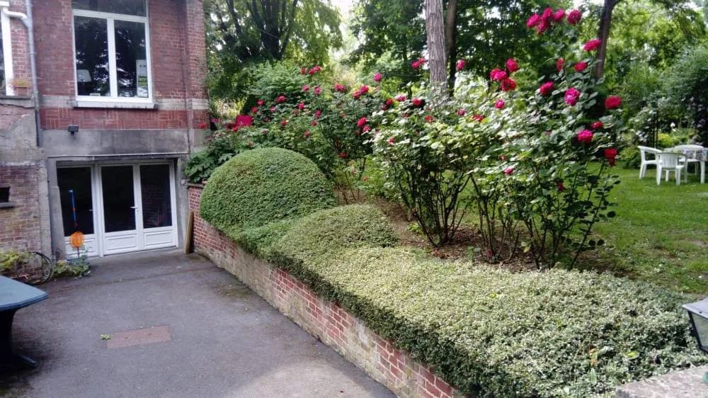 Taille de haies Lallaing