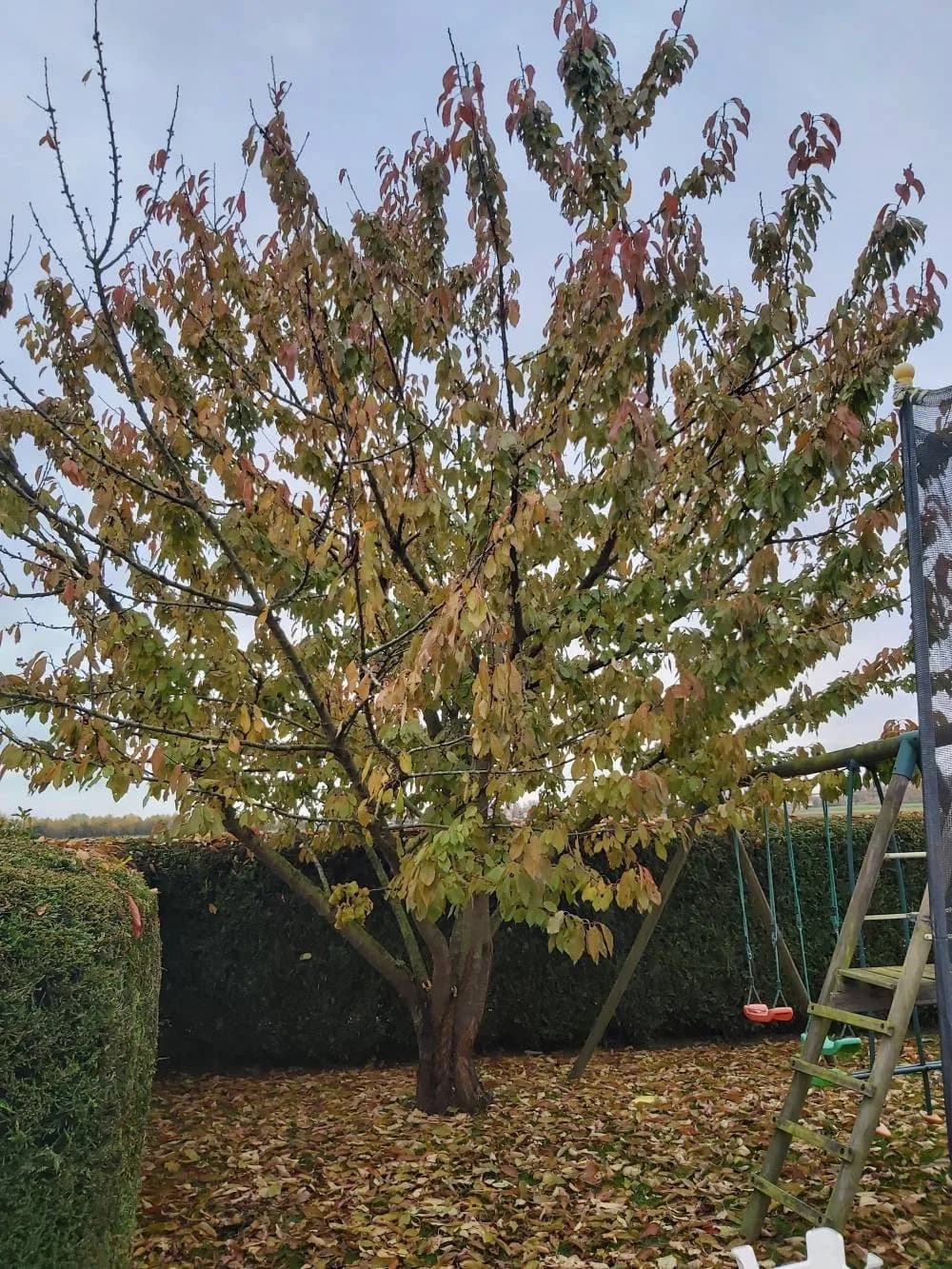 Taille arbre fruitier Hénin-Beaumont (62) — avant travaux