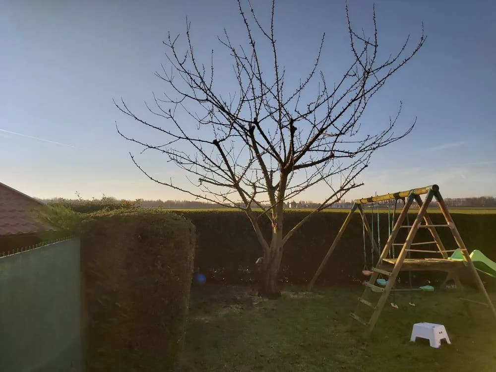 Taille arbre fruitier Hénin-Beaumont (62) — après travaux