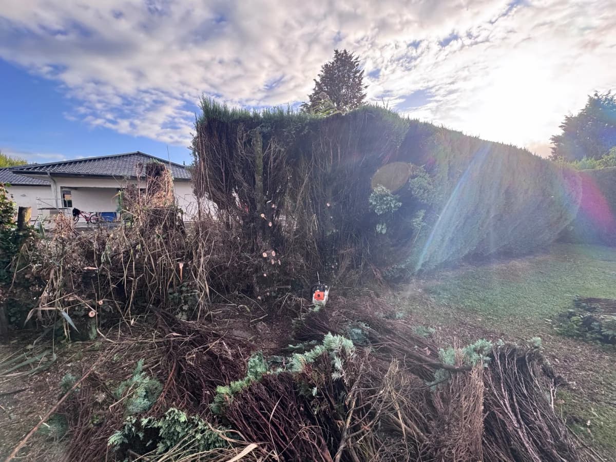Remplacement d'une haie de thuyas par une clôture composite à Douai (59) — avant travaux