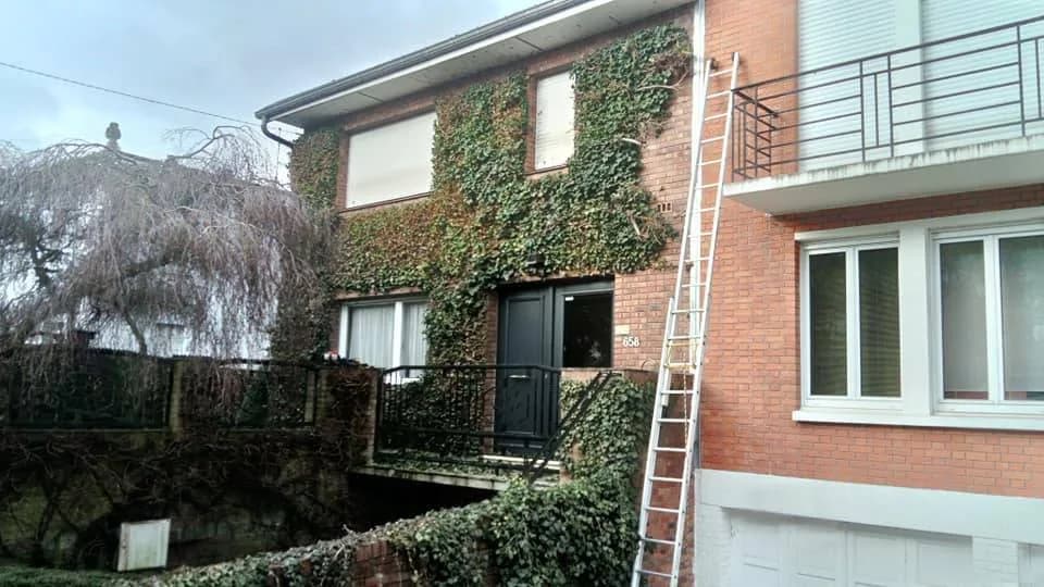 Taille de lierre Douai (59)